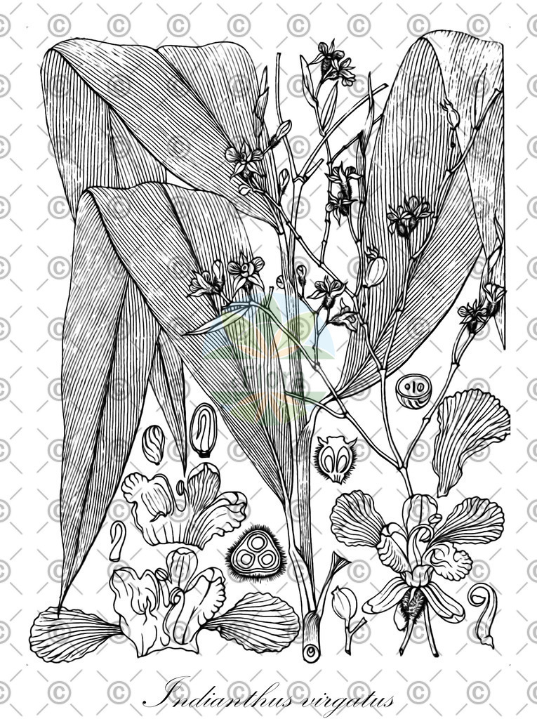 HistAbb_wfo-0000875753_1_ENZY_Simple | Historische Abbildung von Indianthus virgatus - Marantaceae | Historical Illustration of Indianthus virgatus - Marantaceae
