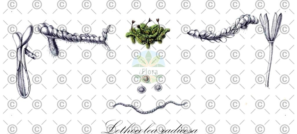 HistAbb_EMP_48156_1_SIMPLE | Historische Abbildung von Lethocolea radicosa - Acrobolbaceae | Historical Illustration of Lethocolea radicosa - Acrobolbaceae