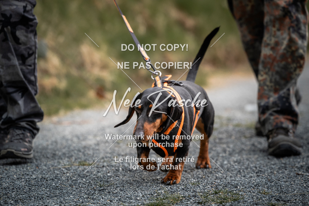 nelerasche_SaAbends_09 | nelerasche