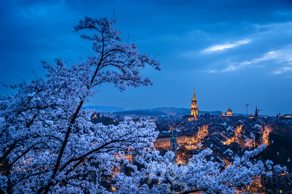 view from Rosengarten over the historic center of Bern during cherry blossom in spring | Die ideale Geschenkidee für Naturliebhaber. Naturbilder von Marcel Gross Photography für ihr Zuhause in den verschiedensten Formaten und Materialien. - Realisiert mit Pictrs.com
