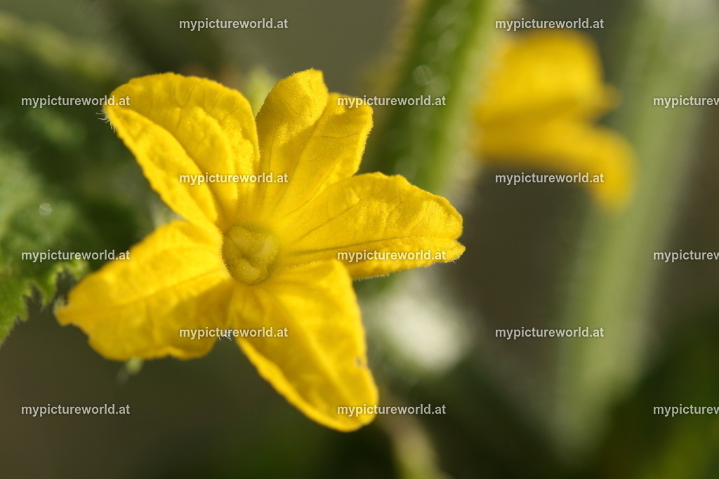 Gurke-002 | Das Bilderarchiv über Tiere, Planzen und Landschaften. In der Bilddatenbank finden Sie ein große Auswahl an hochwertigen Bilder für Ihre Werbung - Realisiert mit Pictrs.com