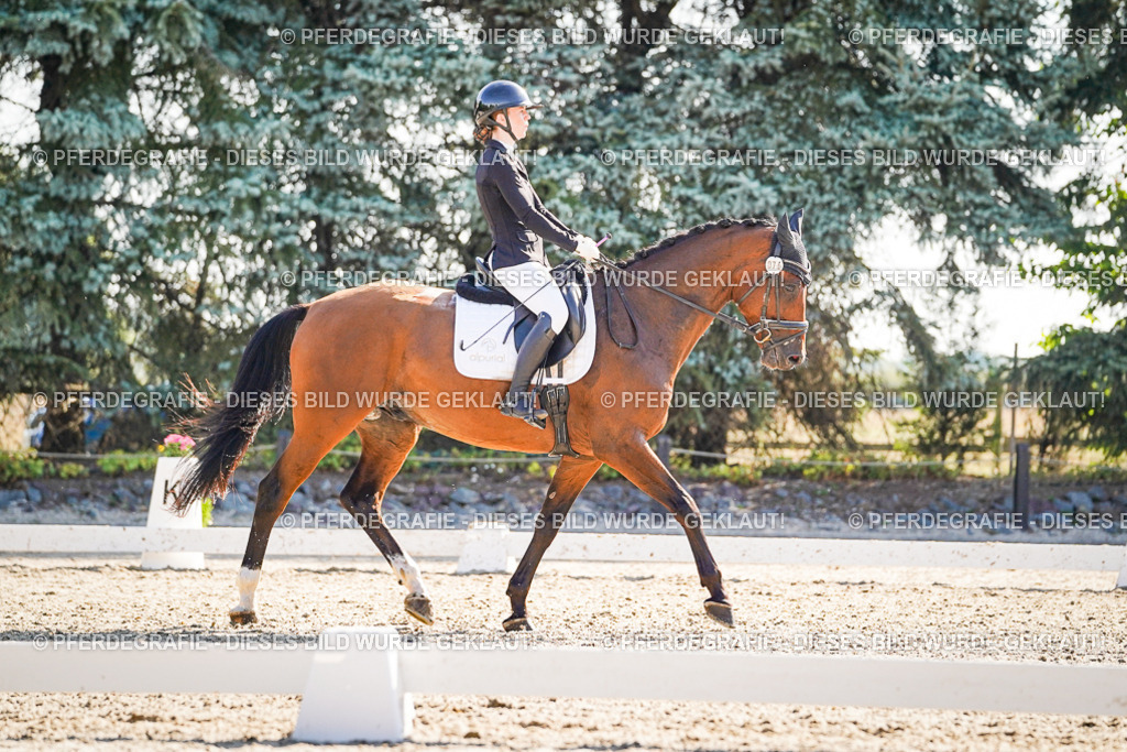 DSC09892 | Pferdegrafie