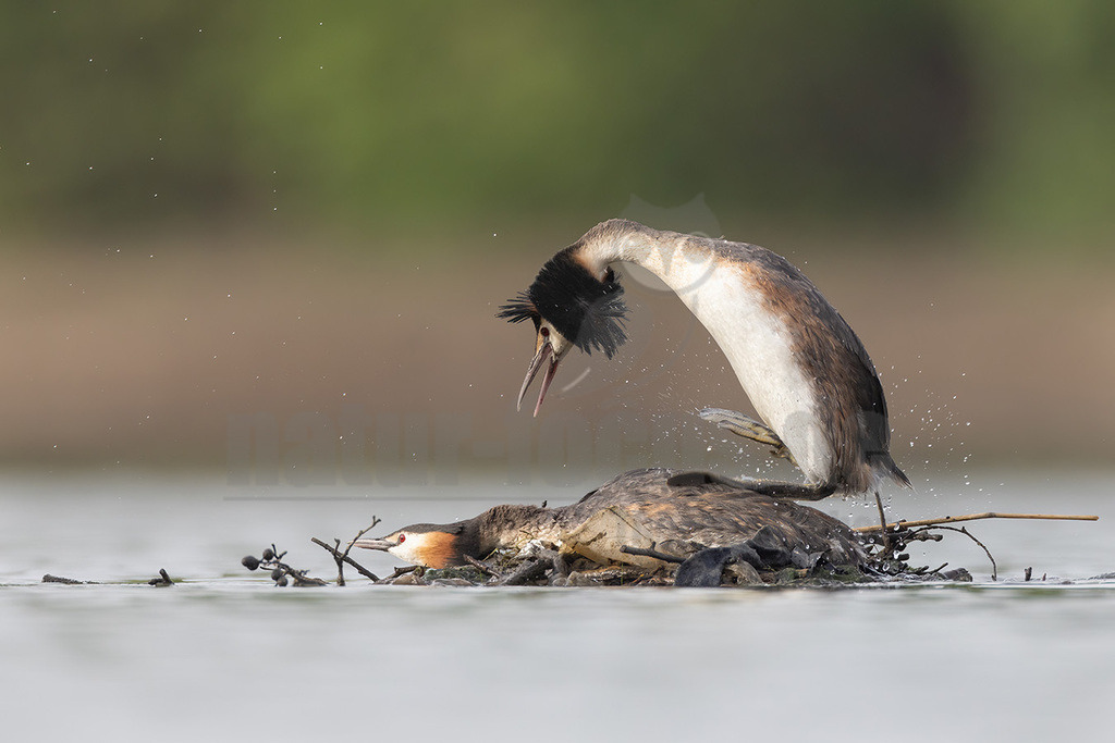 R5NF4177_20240413 | Der Haubentaucher ist eine Vogelart aus der Familie der Lappentaucher. Der etwa stockentengroße Vogel ist der größte, häufigste und bekannteste Vertreter dieser Familie von Wasservögeln. Er brütet auf Süßwasserseen und größeren Teichen mit röhrichtbewachsenen Ufern.  - Realisiert mit Pictrs.com
