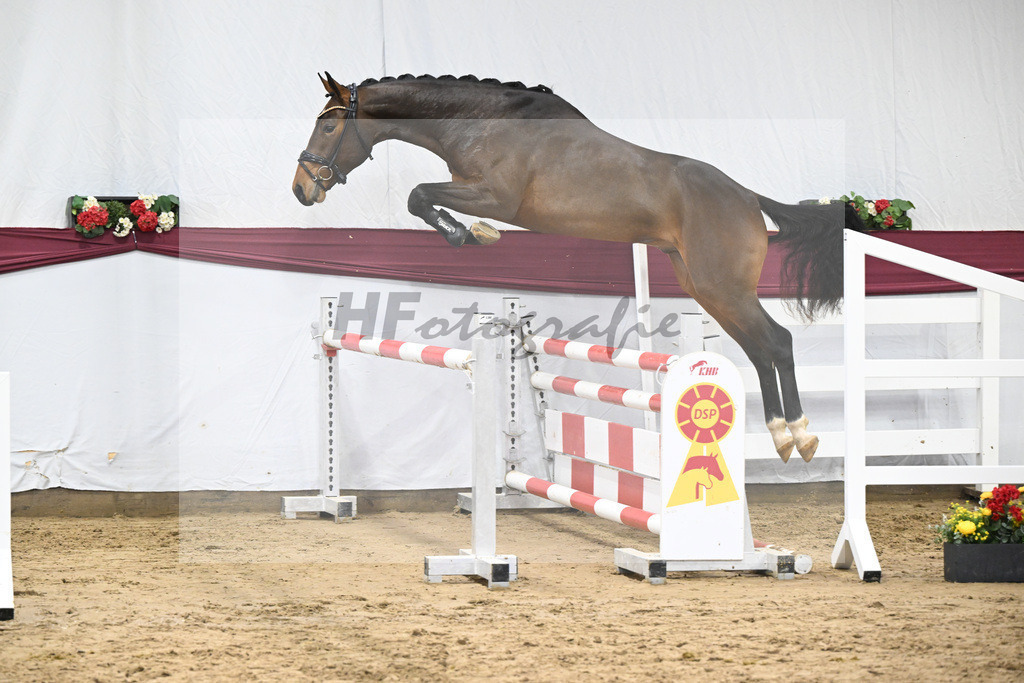 Kat-Nr. 79 Donthargos x Zacharov TN (Zippo)_Georg Wilbers Hengststation Ferienhof Stuecker_47252752 | hf-fotografie - Realisiert mit Pictrs.com