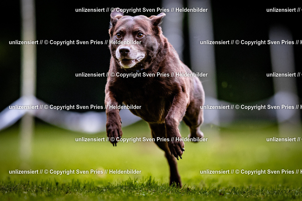 Sven Pries | 2025-10-03 - Hunderennen Obergrombach - Realisiert mit Pictrs.com