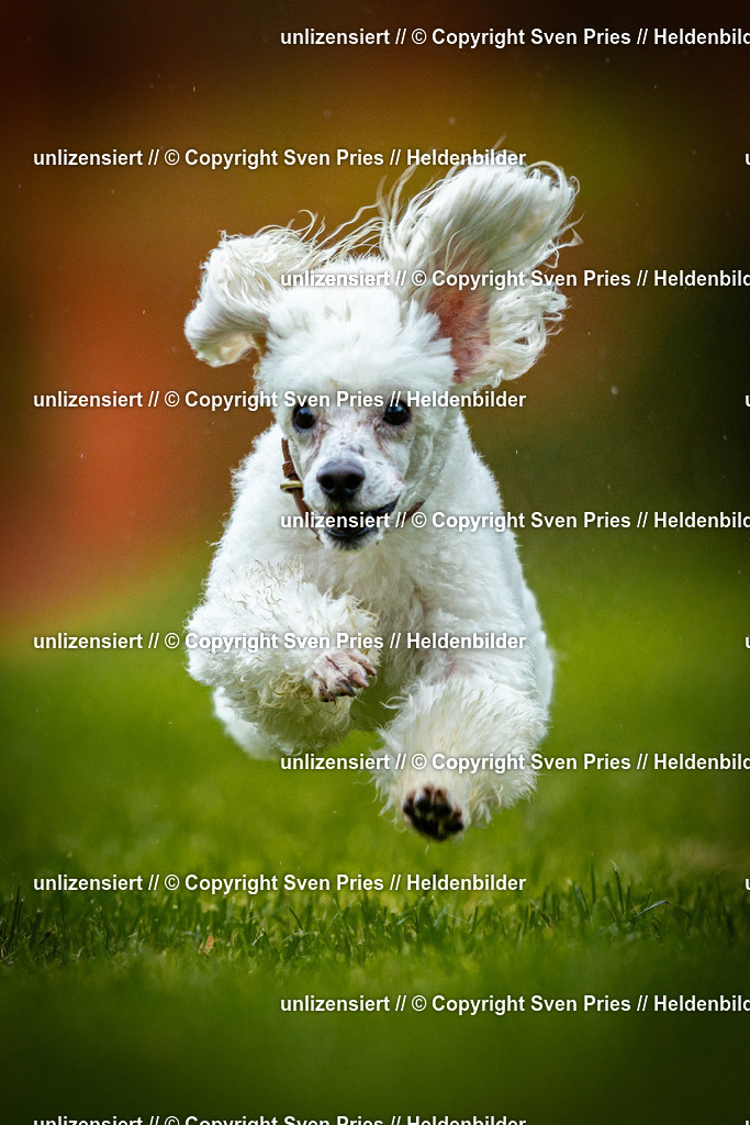 Sven Pries | 2025-09-21 - Hunderennen Baden-Oos - Realisiert mit Pictrs.com