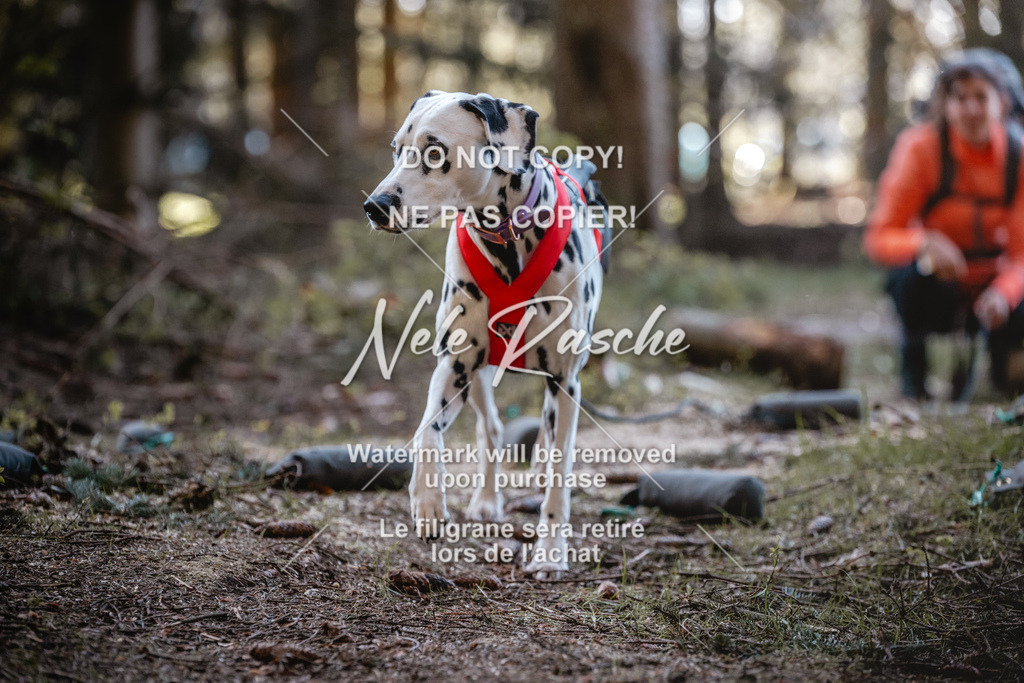 6Z1A0708 | nelerasche