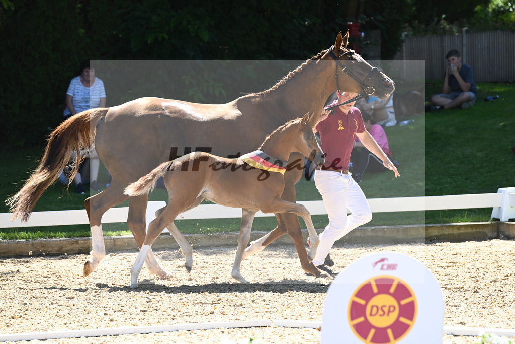 Kat-Nr. 43 SF DSP Va Bene x Quaterback_Kloessinger_27230762 | hf-fotografie - Realisiert mit Pictrs.com