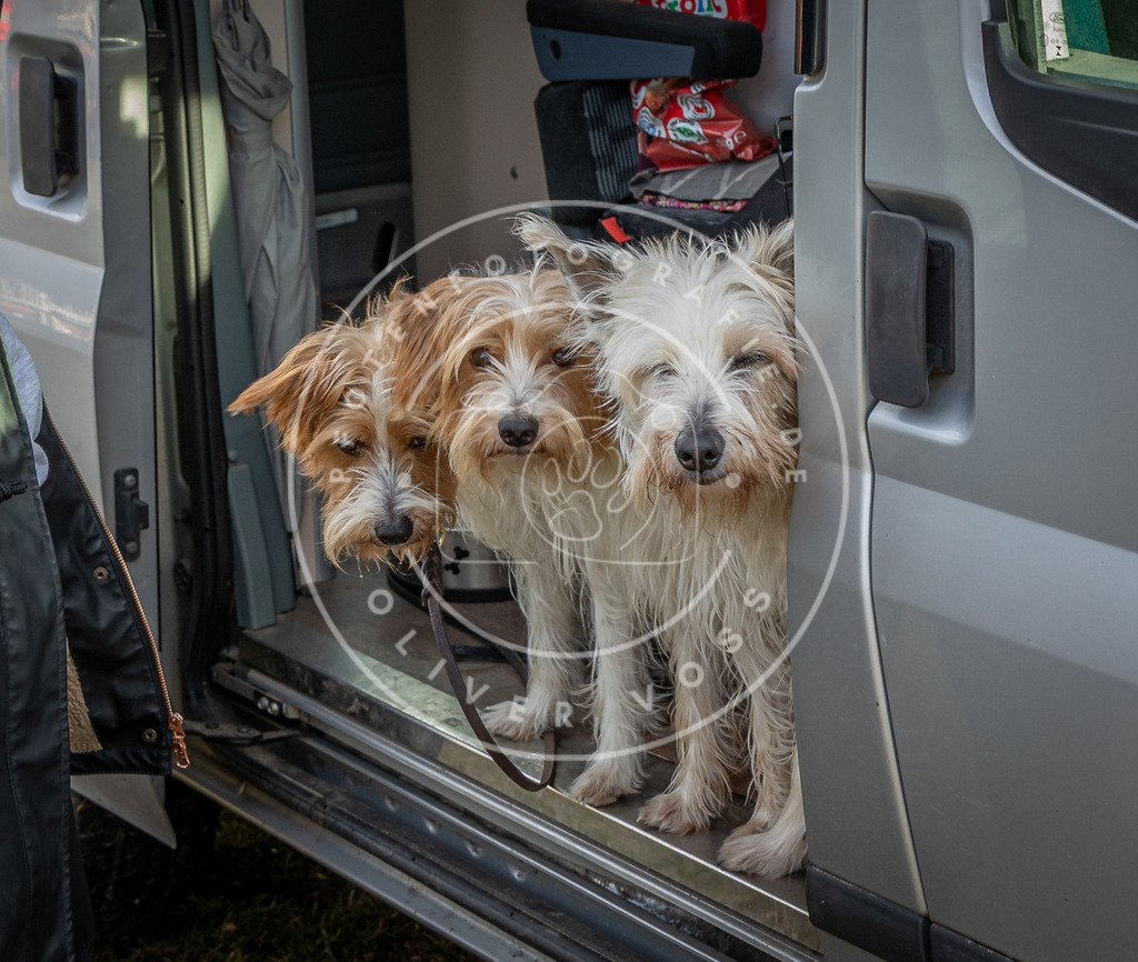 0L8A9333 | Hundefotografie, Tierfotograf, Pfotenfotografie, Fotoshooting Hund, Hunde Portrait, Hundesport, Hundeportraits, Heideshooting, Hunde, Sportfotograf, Hundefotograf, Turnierhundsport, THS,  - Realisiert mit Pictrs.com