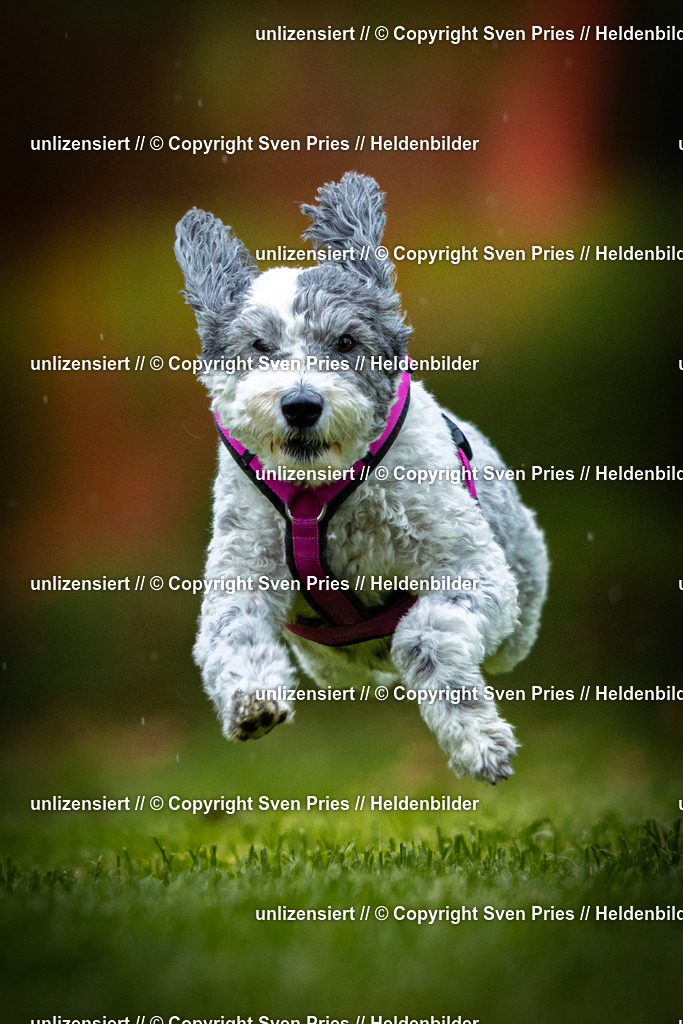 Sven Pries | 2025-09-21 - Hunderennen Baden-Oos - Realisiert mit Pictrs.com