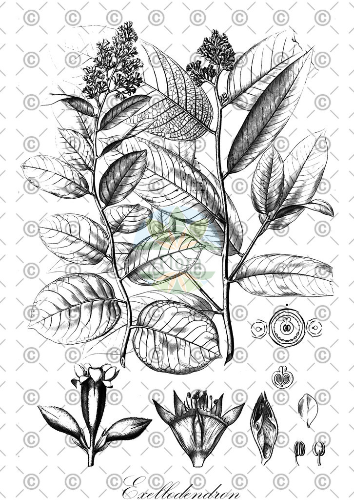 HistAbb_wfo-0000684382_1_ENZY_Simple | Historische Abbildung von Exellodendron - Chrysobalanaceae | Historical Illustration of Exellodendron - Chrysobalanaceae