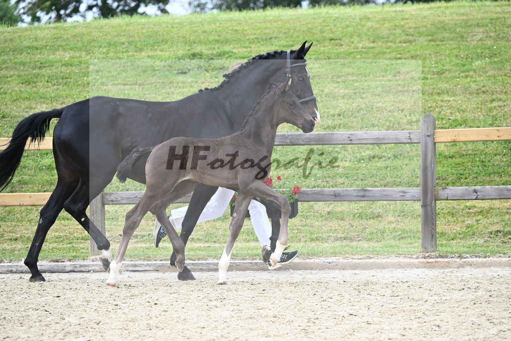Kat-Nr. 25 HF DSP Feliciano_Penninger_17230733 | hf-fotografie - Realizzato con Pictrs.com