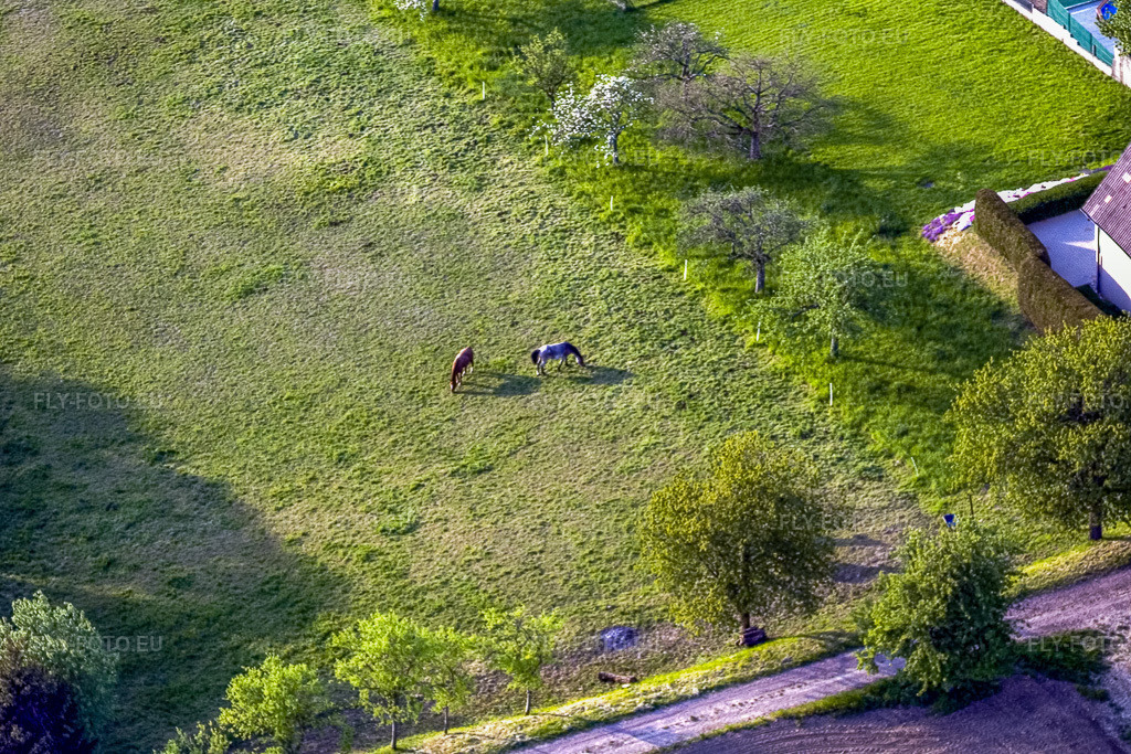 Vue aérienne: Deux chevaux dans un pâturage à Schœnenbourg dans le département Bas Rhin, France – .Photo: IMG_10632.jpg prise le 04/05/2008 par Werner Riehm/FLY-FOTO.eu – Résolution de l'original: 3456 x 2304 px