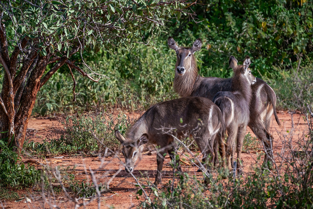 Wasserbock-Familie im Tsavo-Nationalpark | Kenia | Premium-Wandbild von justsomewhere.com: Eine dreiköpfige Wasserbock-Familie steht auf der roten Erde im Tsavo-Nationalpark in Kenia im Schutz von grünen Bäumen und Sträuchern. - Realisiert mit Pictrs.com