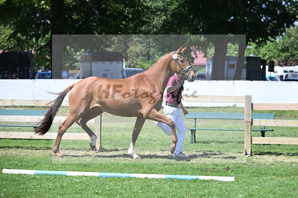 Kat-Nr. 43 Bonjour la Rouge K v. Dynamic Dream_Silvestre_19250833 | hf-fotografie - Realizzato con Pictrs.com