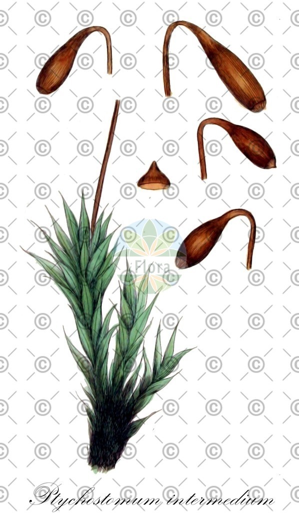 HistAbb_wfo-0000392804_1_ENZY_Simple | Historische Abbildung von Ptychostomum intermedium - Bryaceae | Historical Illustration of Ptychostomum intermedium - Bryaceae