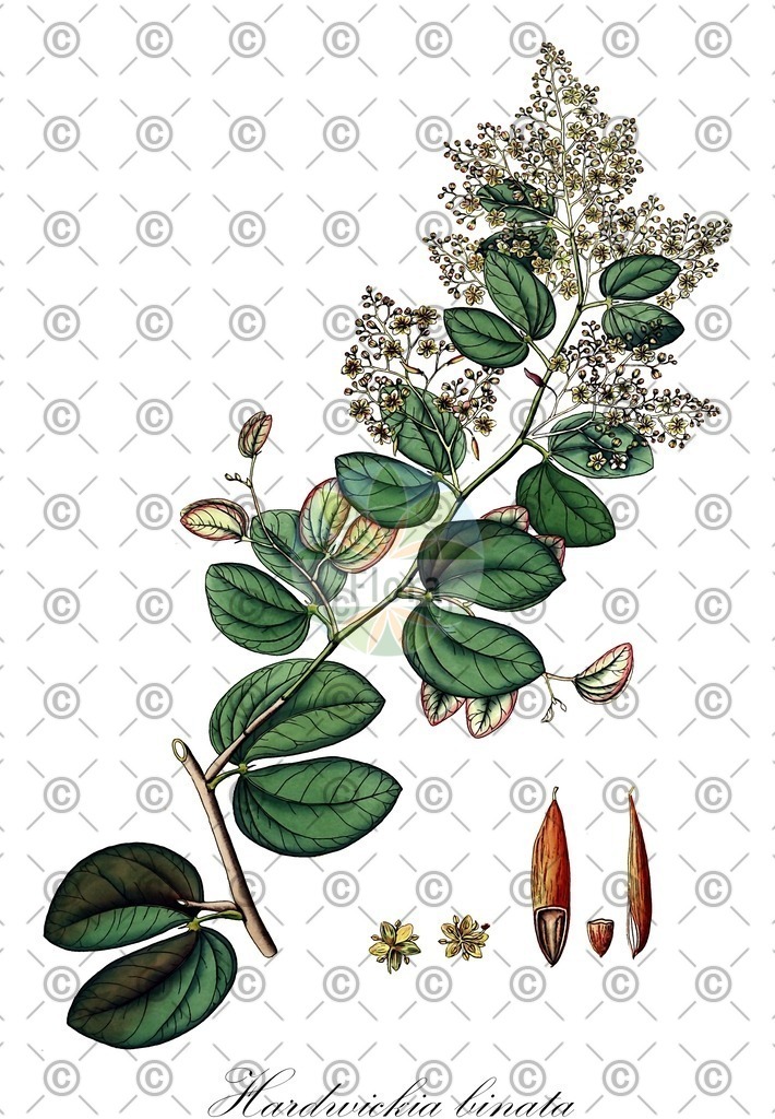 HistAbb_wfo-0000715762_1_ENZY_Simple | Historische Abbildung von Hardwickia binata - Fabaceae | Historical Illustration of Hardwickia binata - Fabaceae