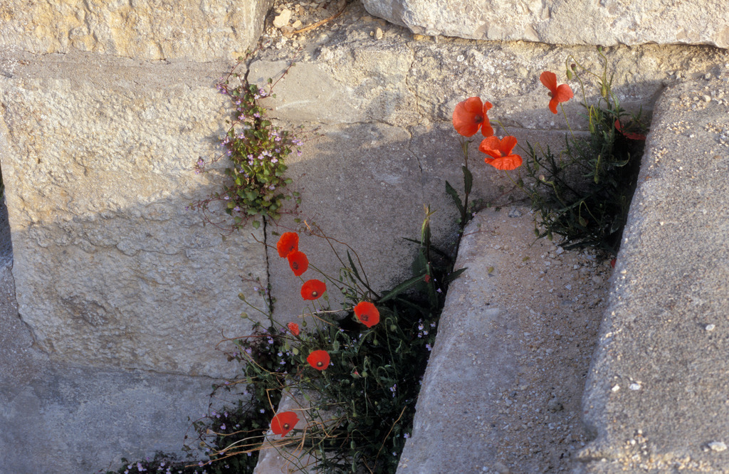 Mohnblumen auf Stiege | Frankreich - July 10, 2008: Mohnblumen auf Stiege. - Realisiert mit Pictrs.com