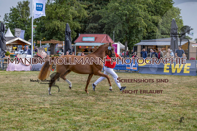 DR (943 von 2698) | mandyhollmannphotographie