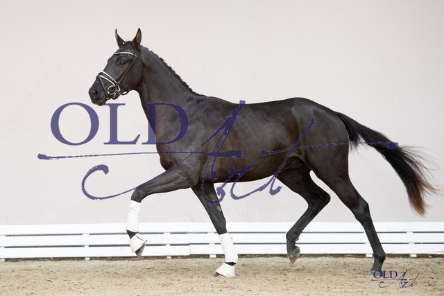 Maracan_ - Fürsten-Look - Sieger Hit 88 DE433330623521 DSC_7038_s | <meta name="description" content="★Offizieller Merchandise und Foto-/Videostore des Oldenburger Verbandes.★ ✅Jetzt auch digital Ausdrucke erhältlich." />
<meta name="keywords" content="Merchandise Foto-/Videostore Oldenburger Verband Photographie 