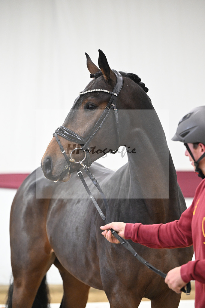 Kat-Nr. 111 Zackerey x Dante Weltino_Gerdi Rakelbusch_47253788 | hf-fotografie - Realisiert mit Pictrs.com