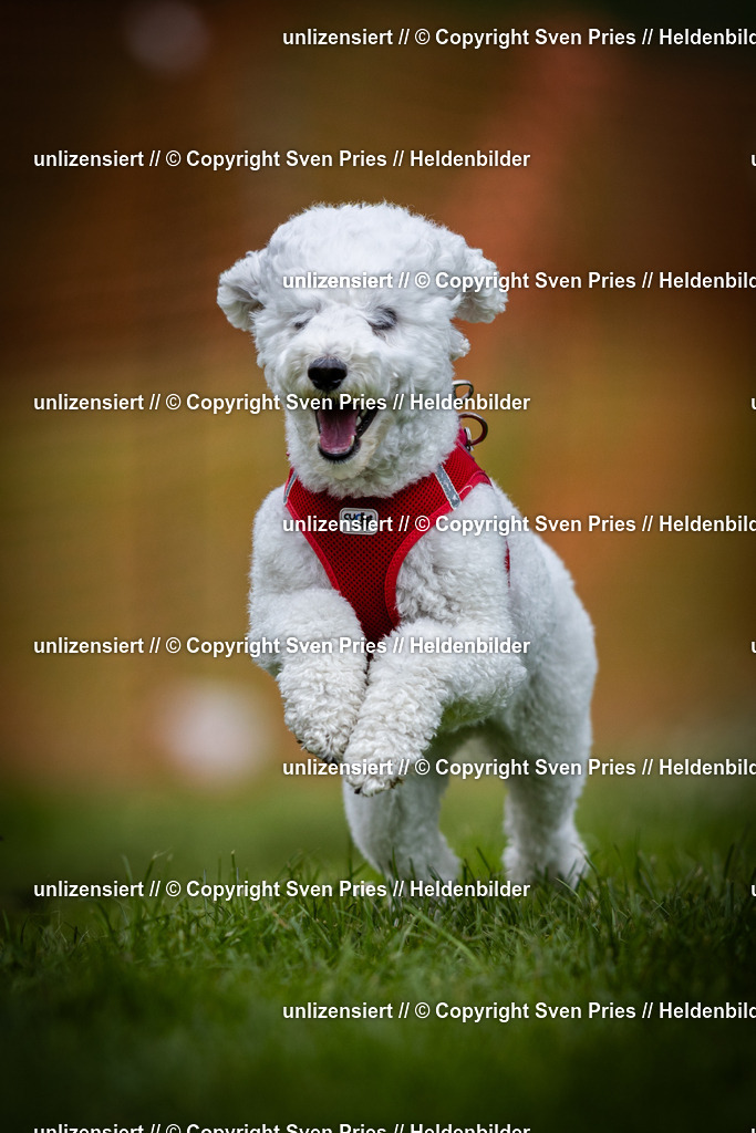 Sven Pries | 2025-04-13 - Hunderennen Baden-Baden - Realisiert mit Pictrs.com