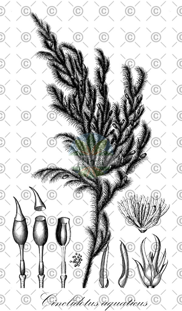 HistAbb_wfo-0001180509_2_ENZY_Simple | Historische Abbildung von Cinclidotus aquaticus - Pottiaceae | Historical Illustration of Cinclidotus aquaticus - Pottiaceae