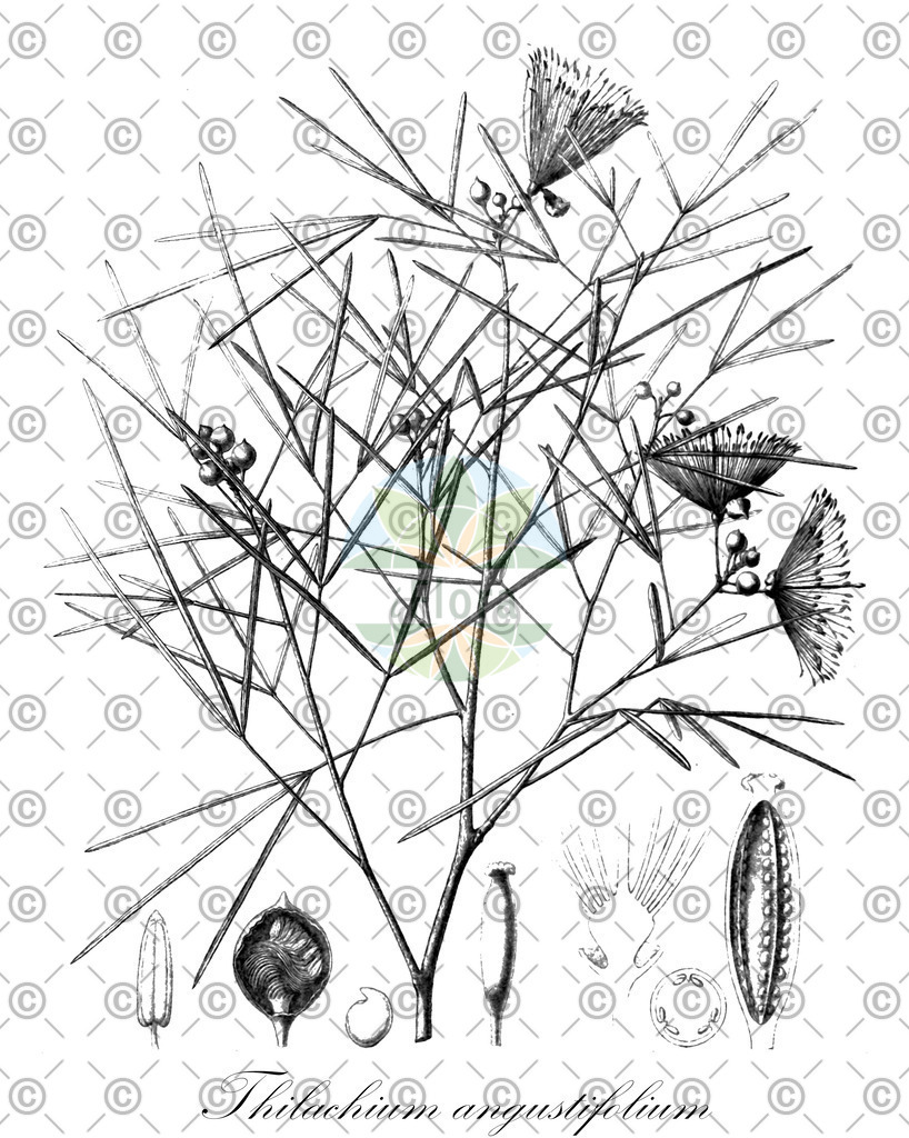 HistAbb_wfo-0001135179_1_ENZY_Simple | Historische Abbildung von Thilachium angustifolium - Capparaceae | Historical Illustration of Thilachium angustifolium - Capparaceae