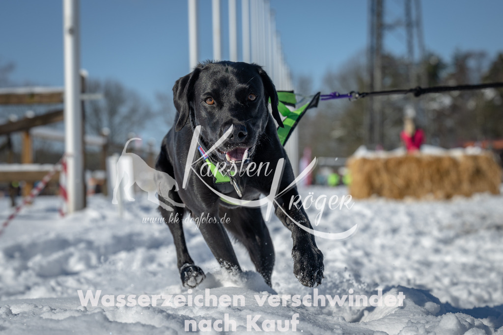 1042_ZZ92397-2 | kk-dogfotos