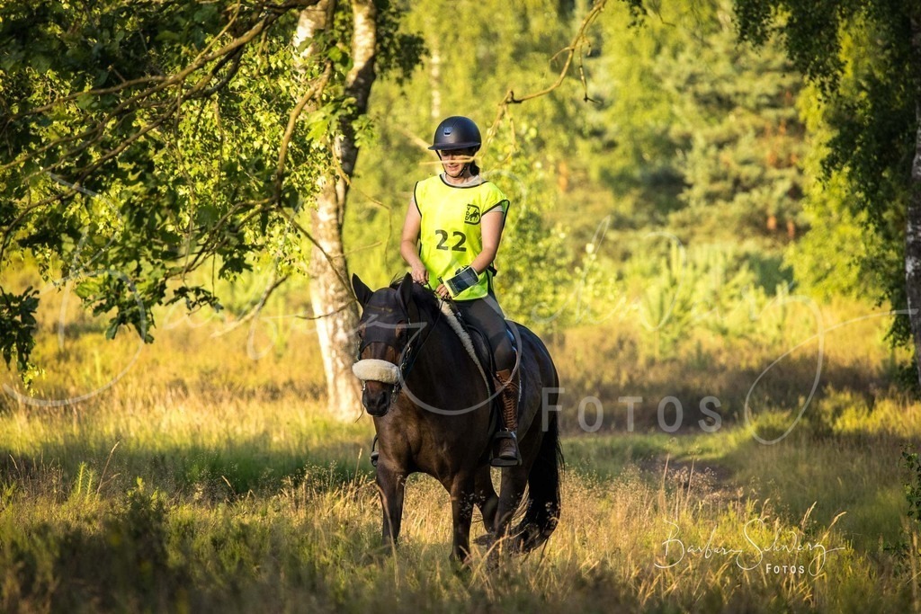 WehlenerHeide_2026-06-27_04 | Stimmungsvolle Fotografie von Pferden, fotografische Begleitung von Veranstaltungen, Golfturnieren und Distanzritten - Realisiert mit Pictrs.com