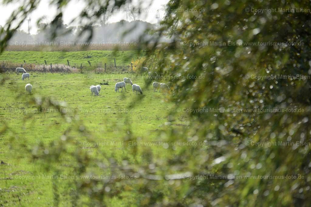Freiburg Schafe_ELS_4690 | Freiburg an der Elbe - Aufnahmedatum: 25.10.2015, Aufnahmehöhe:  m, Koordinaten:  - , Bildgröße: 7360 x  4912 Pixel - Copyright 2015 by Martin Elsen, Kontakt: Tel.: +49 157 74581206, E-Mail: info@schoenes-foto.deSchlagwörter:Vogelkieker,Bus,Kinder,Vogel,Vögel,Gänse,Nonnengänse,Wildgänse,Zugvögel,Außendeich,KVG,Natur,Wildganstage, Foto - Realisiert mit Pictrs.com