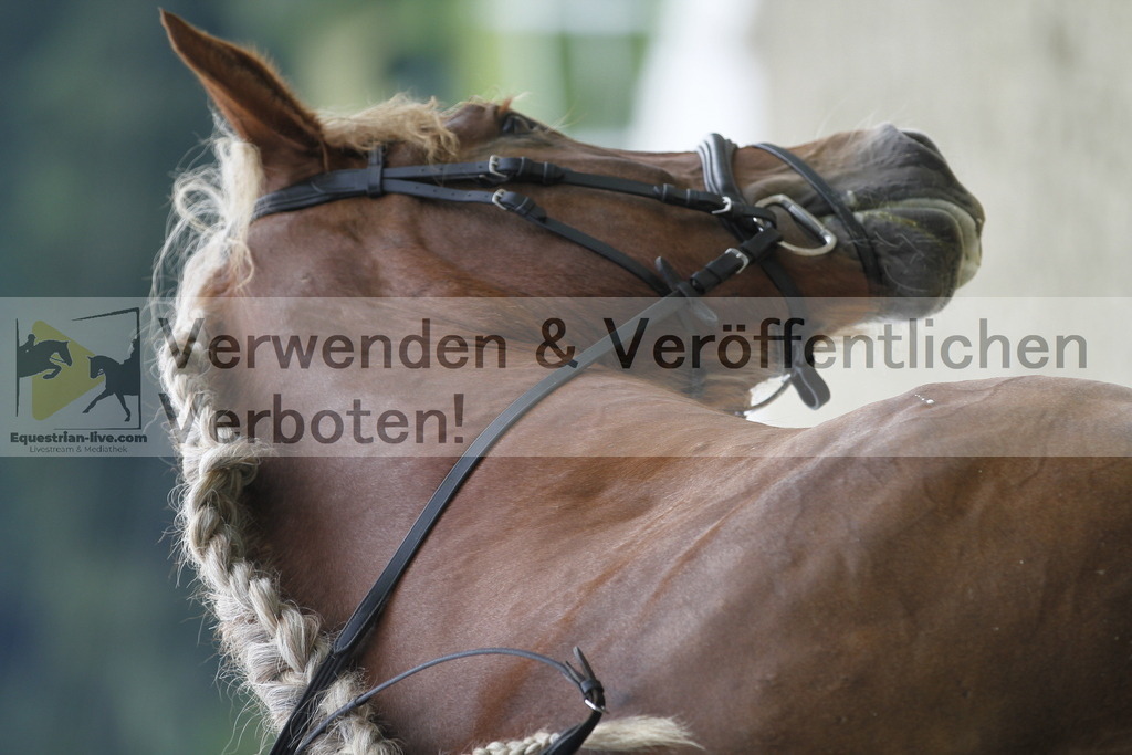 _MG_2935 | equestrian-live-com