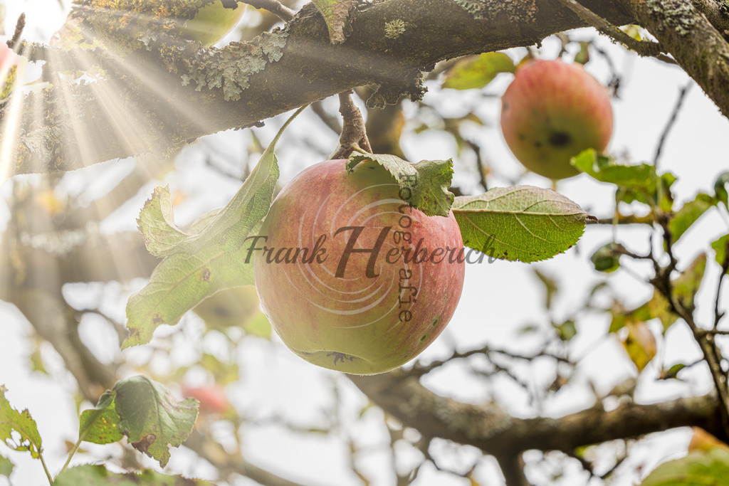 2023_10_08_9999_5beav | Frank Herberich Fotografie, Frank Herberich, Fotografie, Hochzeit, Portrait, St. Peter Ording, Ording, Westerhever, Nordsee, Frank Fotografie, Hardheim,  Odenwald,Walldürn, Band,Eventfotografie - Realisiert mit Pictrs.com