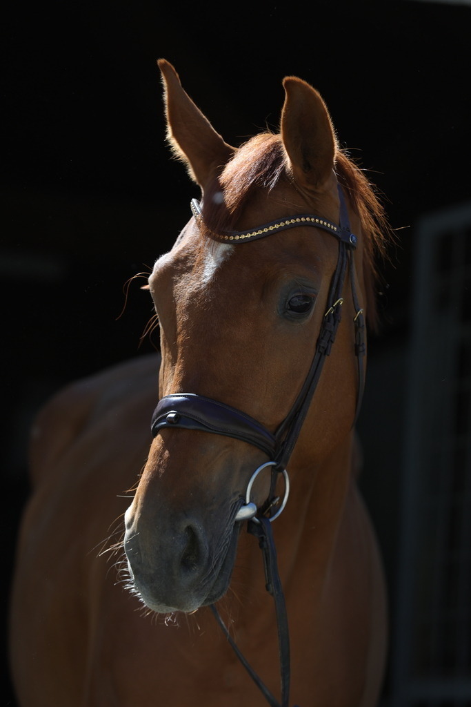 0P6A8922 | Willkommen bei Brunnmayr - Design & Fotografie – Ihrem Spezialisten für Reitturniere und Pferdeveranstaltungen in Oberösterreich, Salzburg und Bayern! Seit über 17 Jahren sind wir leidenschaftlich dabei.
