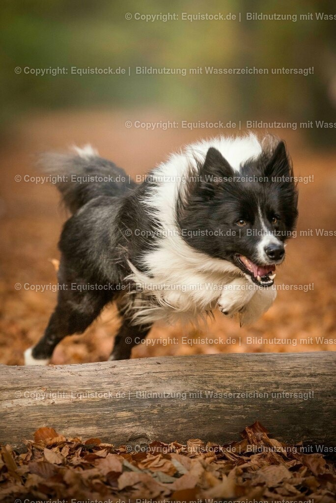 20171020_Hund_0022 | Foto: Thomas Hartig