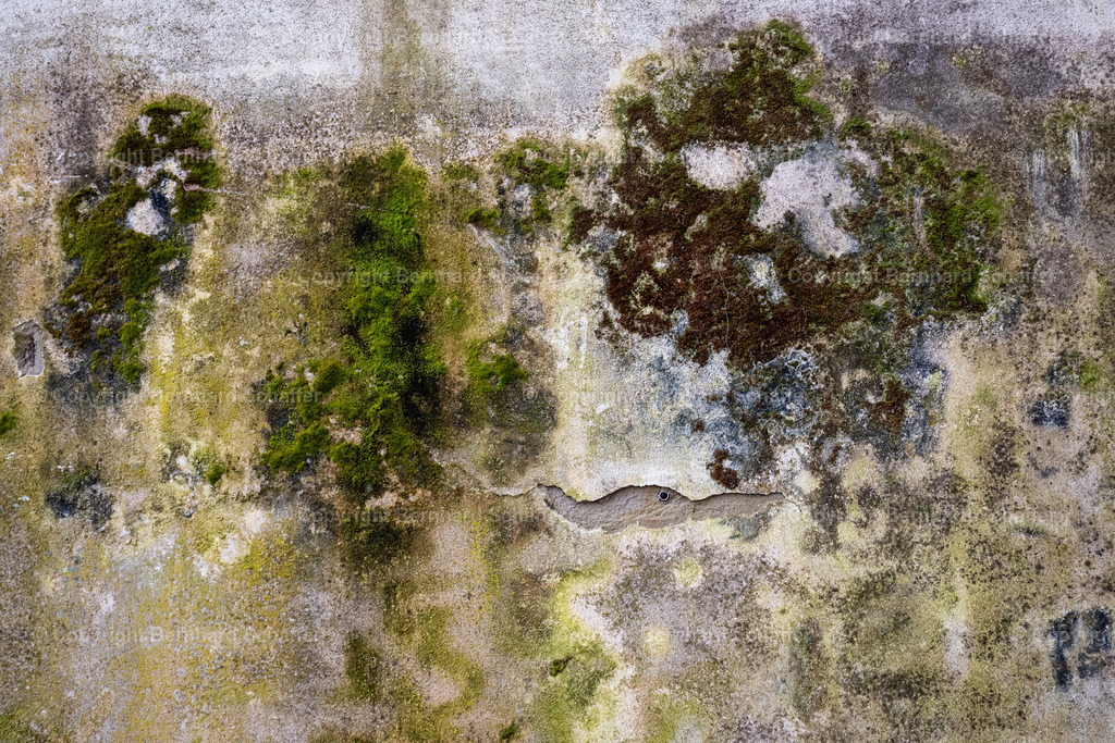 BACKDROP - Schimmelwand | Eine alte, schmutzige und von Moos überwucherte Hauswand - Realisiert mit Pictrs.com