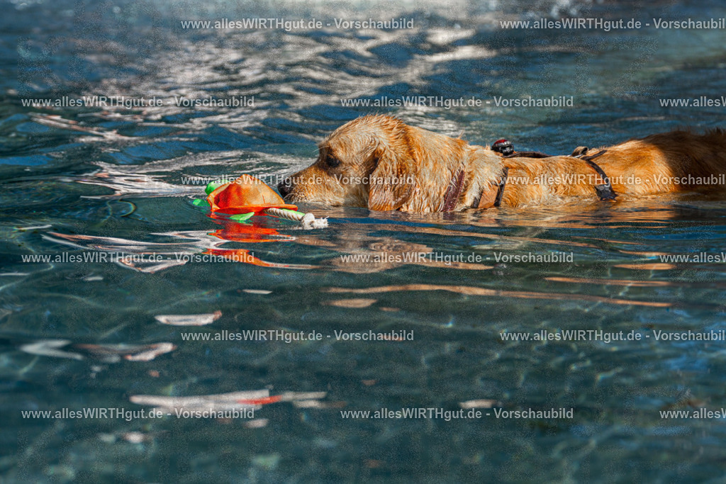 Hundeschwimmen_Volksbad_2026-allesWIRTHgut_Tierfotografie-2609061102-FAY06101 | Professionelle Tierfotografie in Mönchengladbach von Daniel Wirth (allesWIRTHgut). Liebevolle & natürliche Bilder von Hunden & Katzen für unvergessliche Erinnerungen.