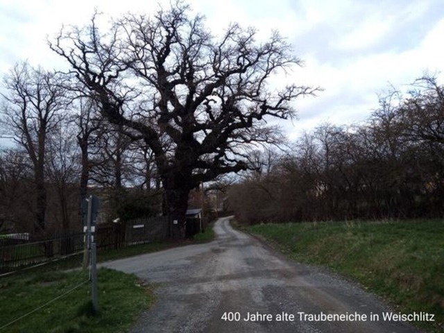 traubeneiche | Verkauf von Fotos und  Videoclips zumThema Natur.Motive sind Pflanzen, Tiere, Landschaftenund Wetter - Realisiert mit Pictrs.com