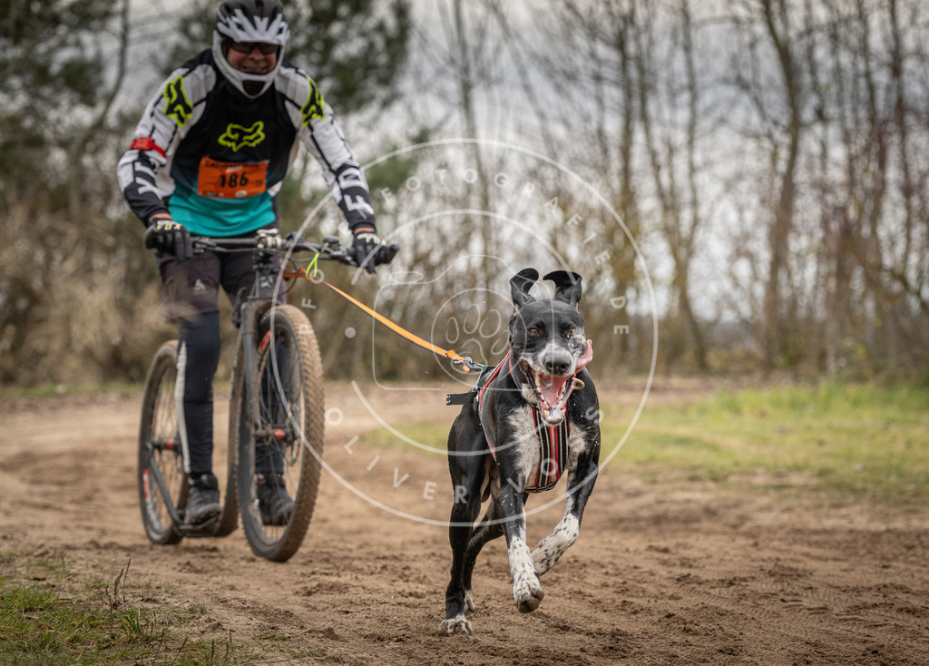 Pfotenfotografie_DV3A9907 | Hundefotografie, Tierfotograf, Pfotenfotografie, Fotoshooting Hund, Hunde Portrait, Hundesport, Hundeportraits, Heideshooting, Hunde, Sportfotograf, Hundefotograf, Turnierhundsport, THS,  - Realisiert mit Pictrs.com