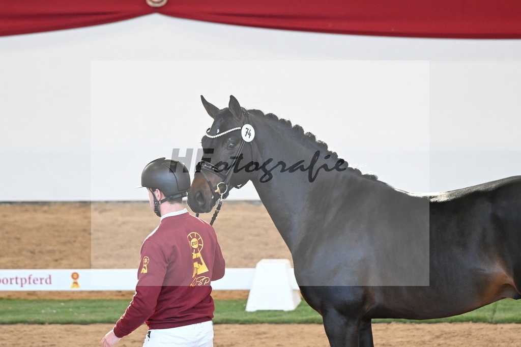 Kat.-Nr. 74 v. Quaterback_Mieleszko-Vekens_2250651 | hf-fotografie - Realisiert mit Pictrs.com