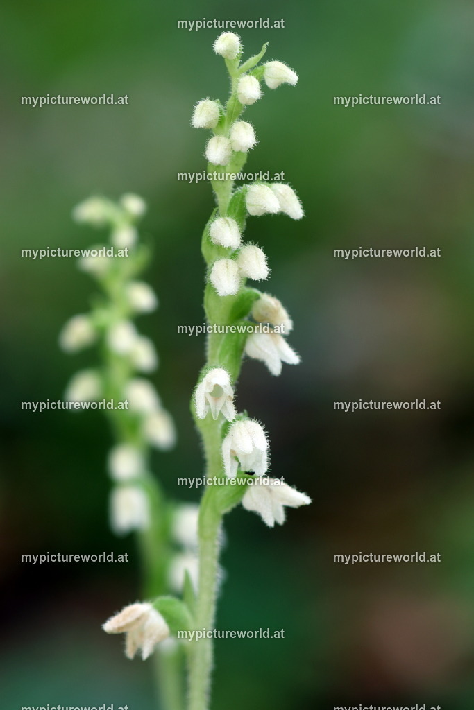 Einknolle-002 | Das Bilderarchiv über Tiere, Planzen und Landschaften. In der Bilddatenbank finden Sie ein große Auswahl an hochwertigen Bilder für Ihre Werbung - Realized with Pictrs.com