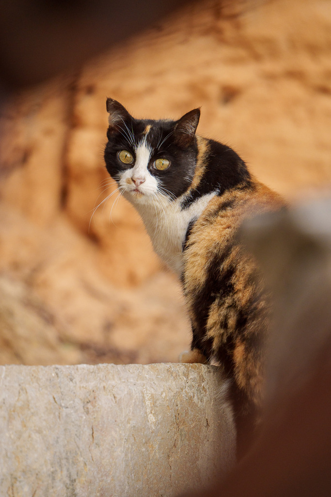 allesWIRTHgut Tierfotografie - 7IV08538 | Professionelle Tierfotografie in Mönchengladbach von Daniel Wirth (allesWIRTHgut). Liebevolle & natürliche Bilder von Hunden & Katzen für unvergessliche Erinnerungen.