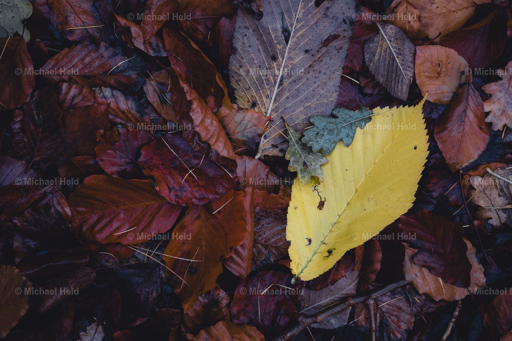 Herbstlaub | Profi-Fotos über Schleswig-Holstein und dem ganzen Norden für Büro, Hotel, Ferienhaus, Ferienwohnung, Wohnzimmer, Arztpraxis uvm. jetzt bestellen. - Realisiert mit Pictrs.com