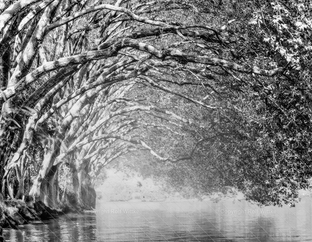 B-Allee1 | Rolf Wittke  - Realisiert mit Pictrs.com