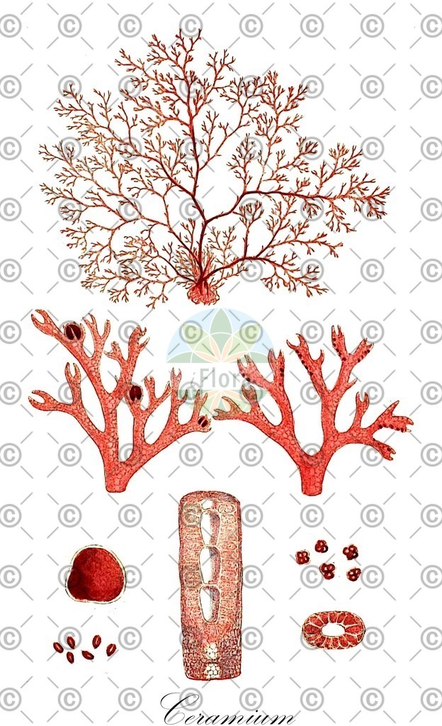 HistAbb_3KMH_3_ENZY_Simple | Historische Abbildung von Ceramium - Ceramiaceae (0) | Historical Illustration of Ceramium - Ceramiaceae (0)