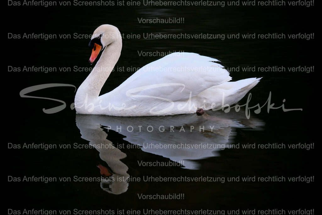 Wandbild Schwan | People- und Tierfotografie, Imageaufnahmen, Veranstaltungsfotografie und Wandbilder aus der Natur ★ Made in Germany ✔️ Druck + Downloads ✔️ Naturfotografie in Top Qualität ★ schneller Versand, weltweite Lieferung! - Realisiert mit Pictrs.com