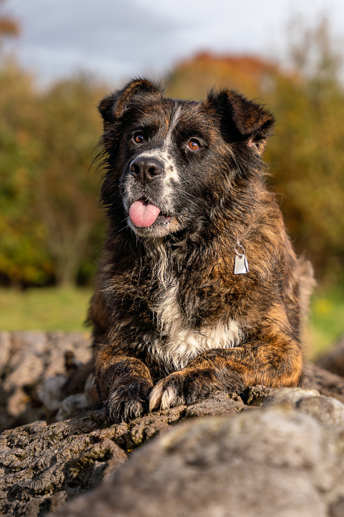 allesWIRTHgut Tierfotografie - AWG09763 | Professionelle Tierfotografie in Mönchengladbach von Daniel Wirth (allesWIRTHgut). Liebevolle & natürliche Bilder von Hunden & Katzen für unvergessliche Erinnerungen.