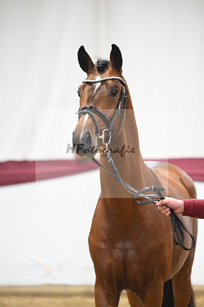 Kat-Nr. 44 Va Bene x Monte Bellino_Alfred Kohn_47251536 | hf-fotografie - Realizzato con Pictrs.com