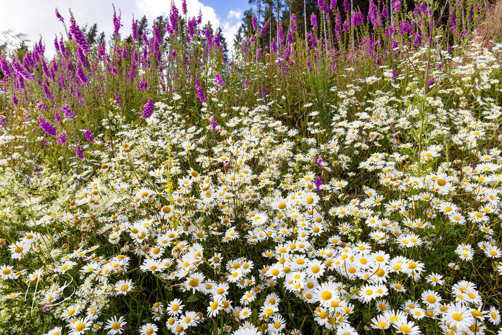 Margeriten und Fingerhut am Wegesrand | Margeriten und Fingerhut am Wegesrand - Realisiert mit Pictrs.com