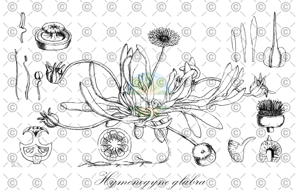 HistAbb_wfo-0000173640_1_ENZY_Simple | Historische Abbildung von Hymenogyne glabra - Aizoaceae | Historical Illustration of Hymenogyne glabra - Aizoaceae